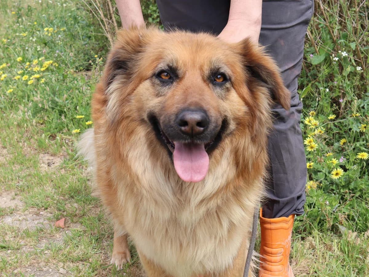 PETAL, Castanho female 5yo Mixed Breed for adoption at O Cantinho da Milu, Lisbon