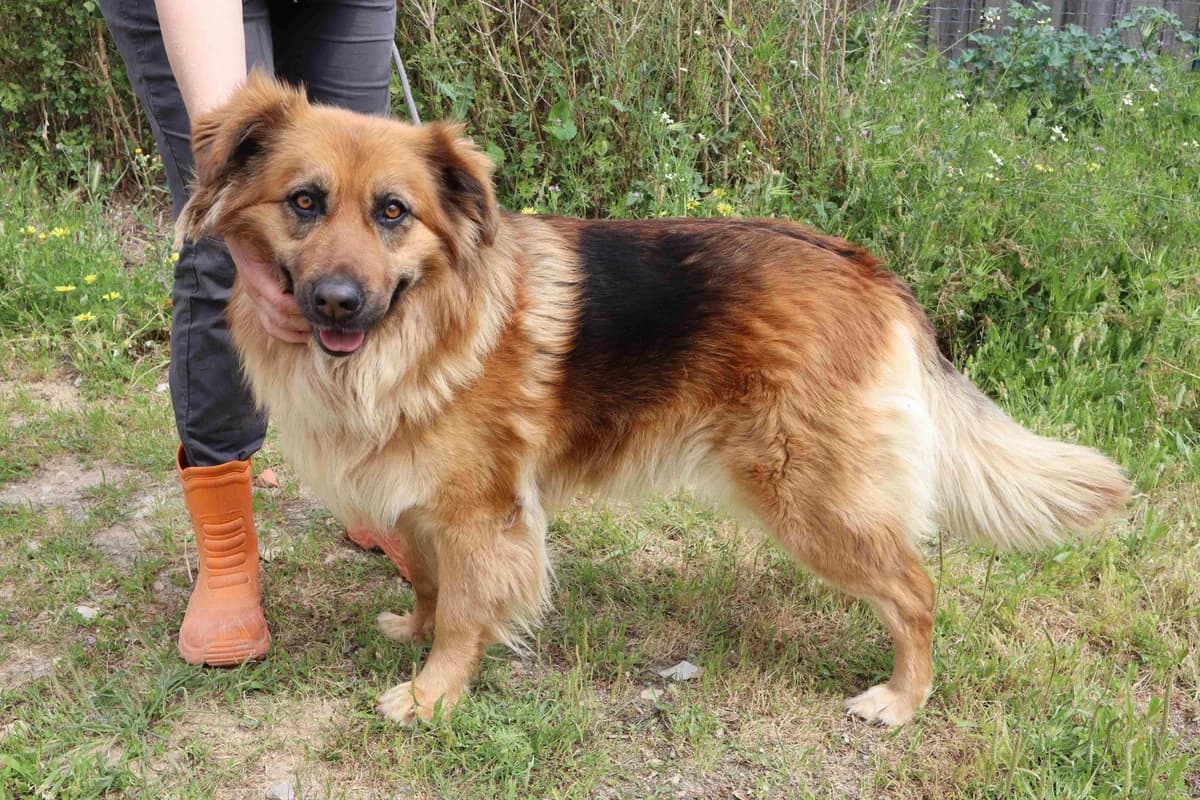 PETAL, Castanho female 5yo Mixed Breed for adoption at O Cantinho da Milu, Lisbon