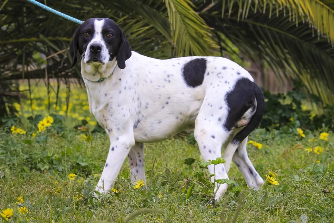 OREO, Branco e Preto male young mixed breed for adoption at O Cantinho da Milu, Lisbon