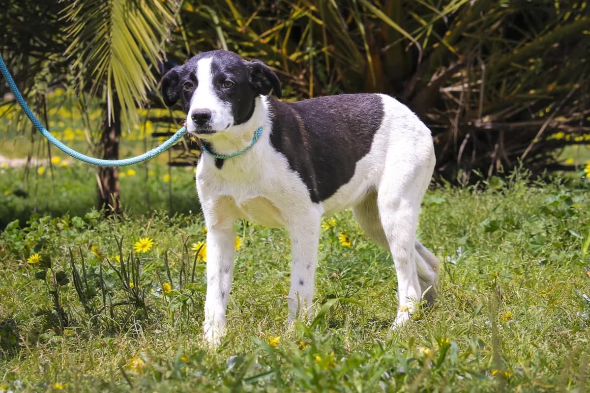 ELINOR, Preto e Branco female puppy Mixed Breed for adoption at O Cantinho da Milu, Lisbon