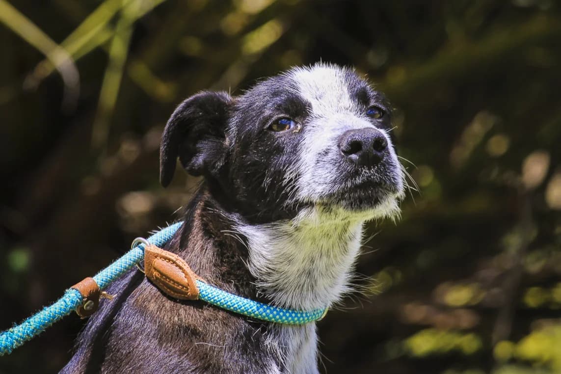 EDIKO, Preto e Branco male puppy Mixed Breed for adoption at O Cantinho da Milu, Lisbon