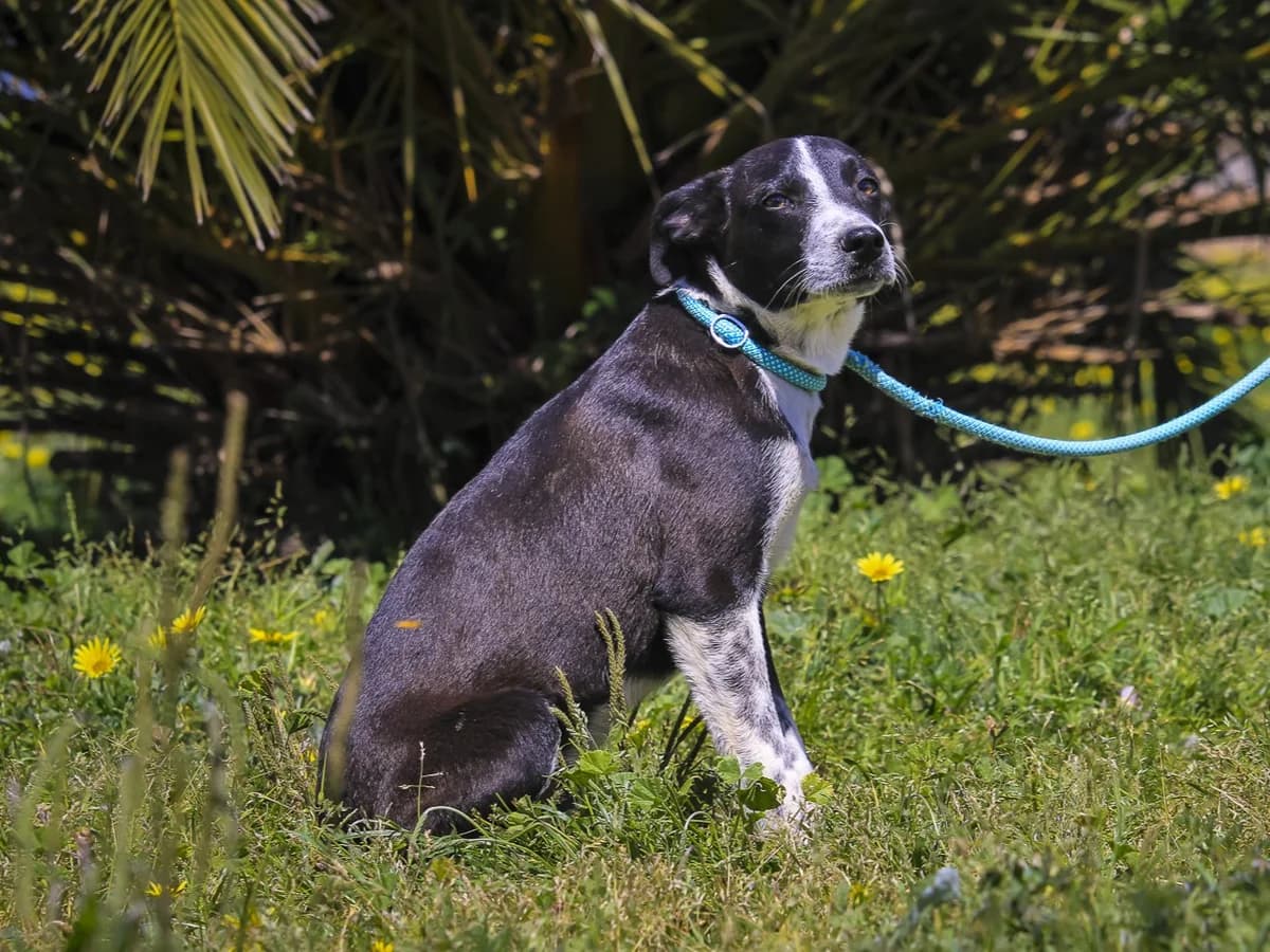 EMANU, Mixed Breed (O Cantinho da Milu)