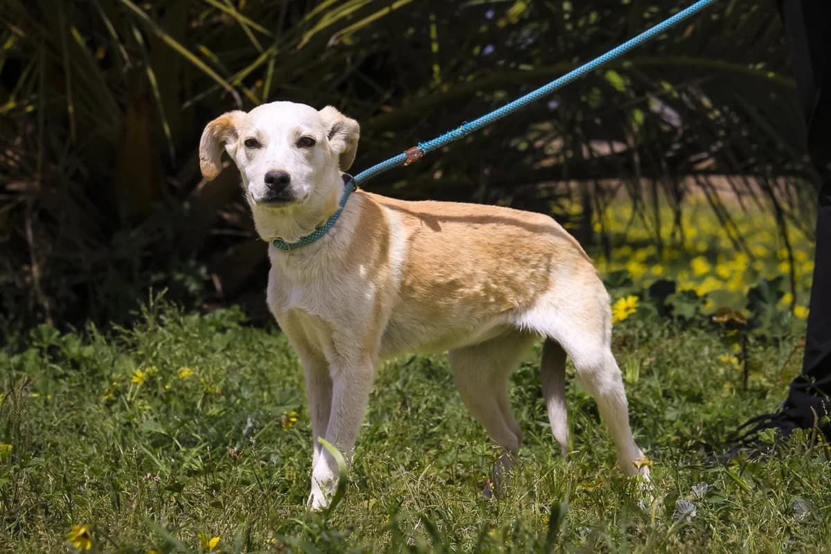 ELISSA, Creme female puppy Mixed Breed for adoption at O Cantinho da Milu, Lisbon
