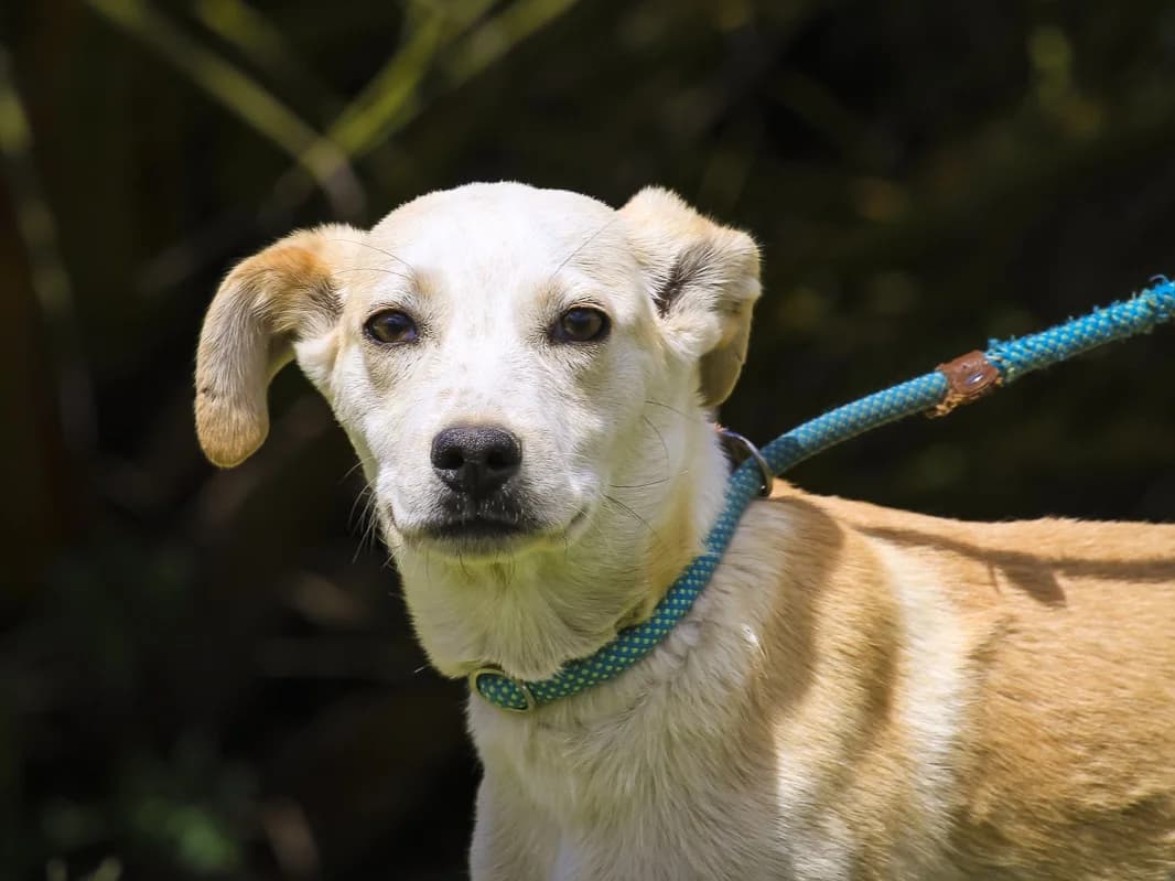 ELISSA, Creme female puppy Mixed Breed for adoption at O Cantinho da Milu, Lisbon