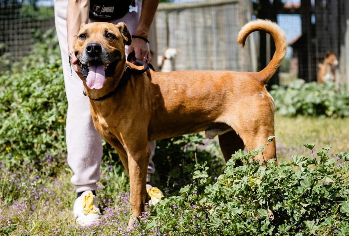 FELIX, Castanho male 7yo Mixed Breed for adoption at O Cantinho da Milu, Lisbon