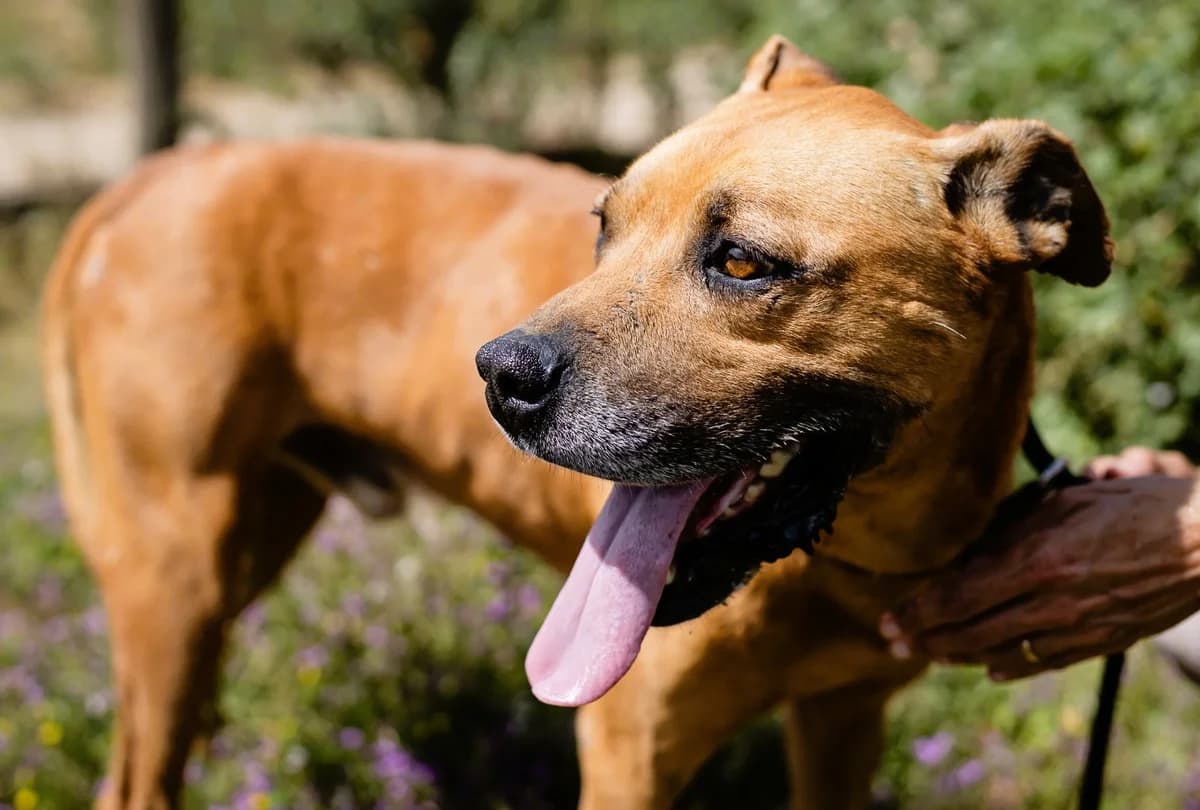 FELIX, Castanho male senior Mixed Breed for adoption at O Cantinho da Milu, Lisbon