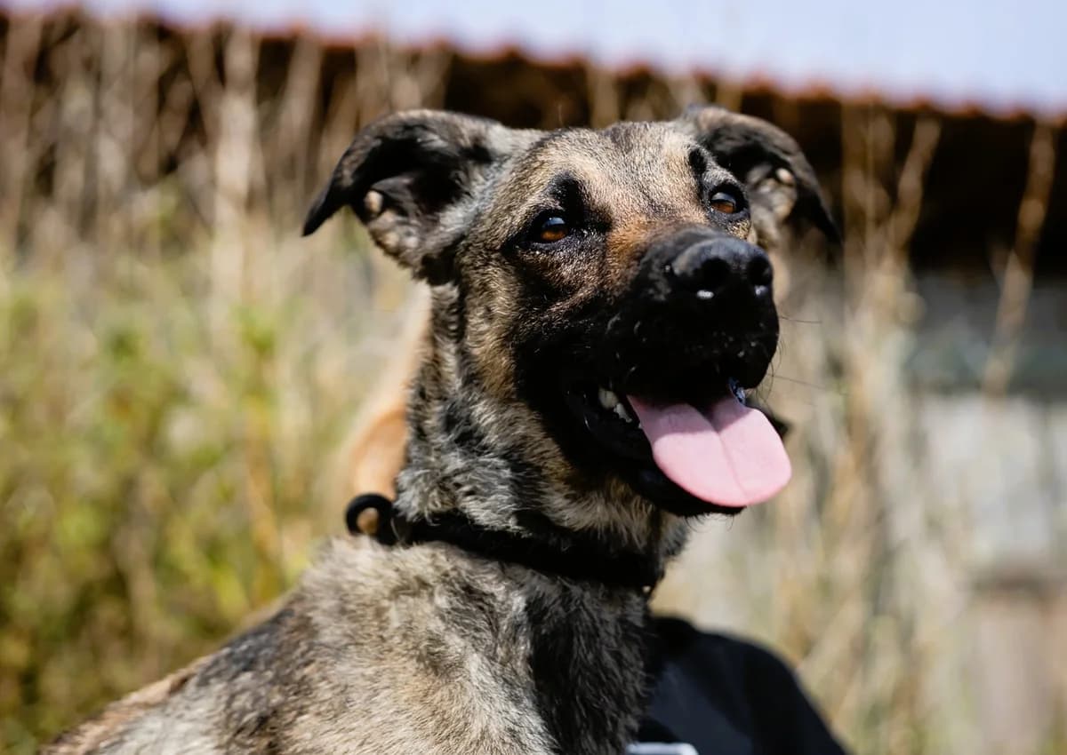 EMILY, Castanho female young Mixed Breed for adoption at O Cantinho da Milu, Lisbon