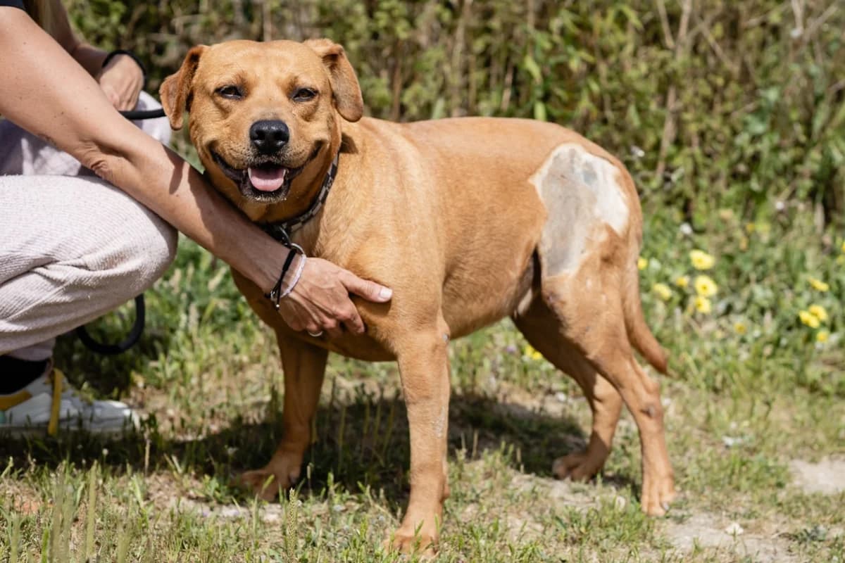 ROSA, Mixed Breed (O Cantinho da Milu)