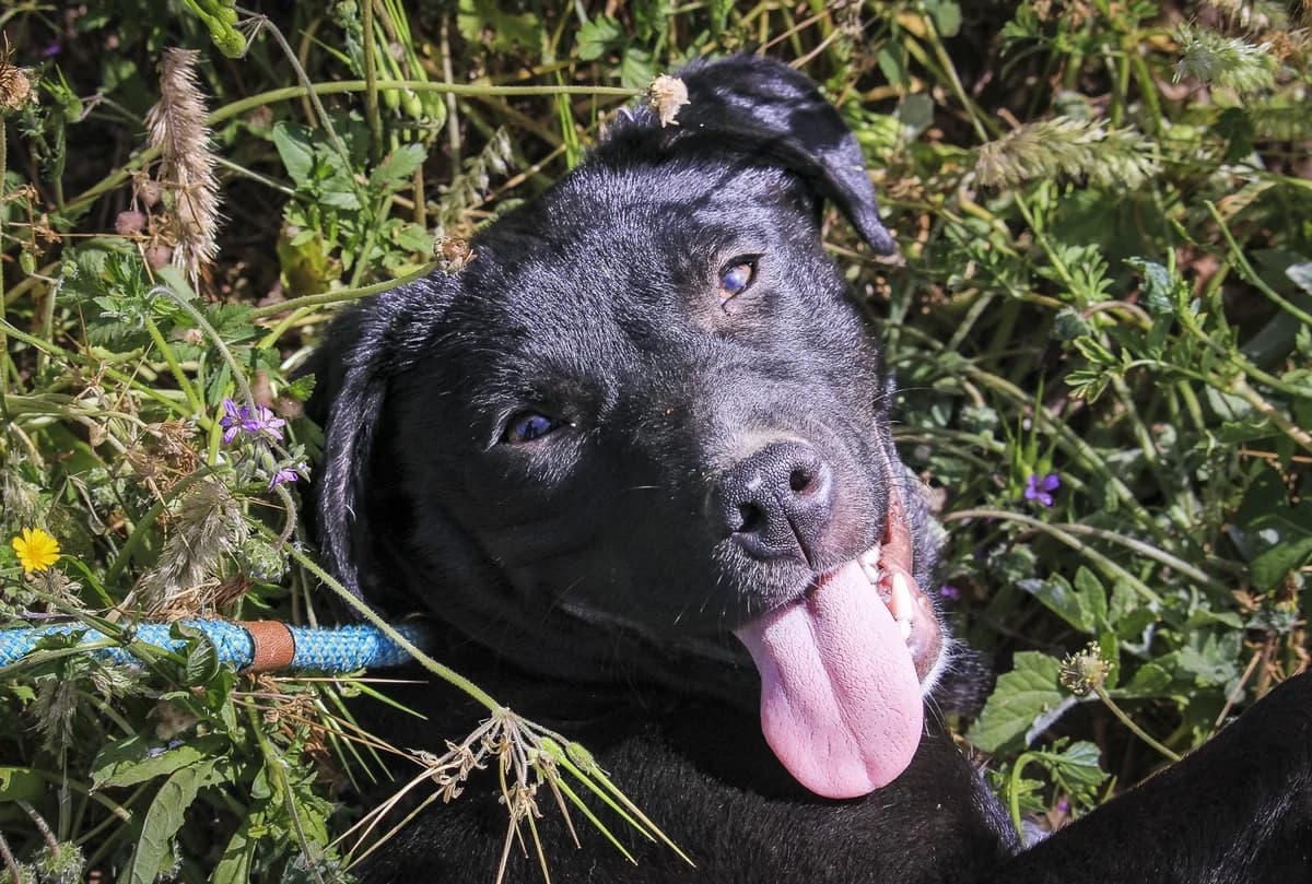 PIXIE, Preto e Branco female puppy Mixed Breed for adoption at O Cantinho da Milu, Lisbon