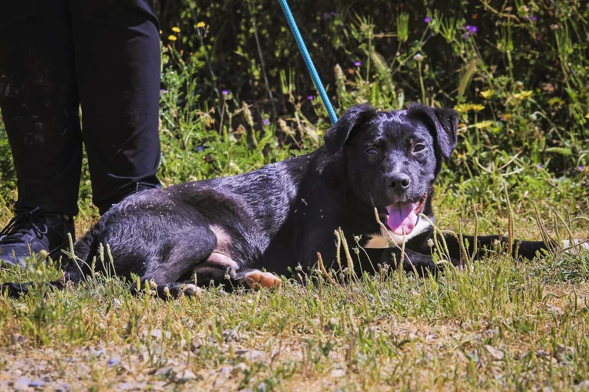 PUCK, Preto e Branco male puppy Mixed Breed for adoption at O Cantinho da Milu, Lisbon