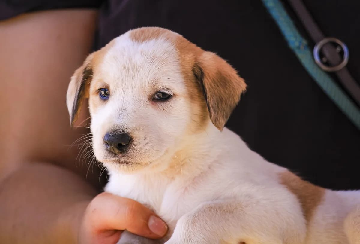 CAMY, Branco e Castanho female puppy Mixed Breed for adoption at O Cantinho da Milu, Lisbon
