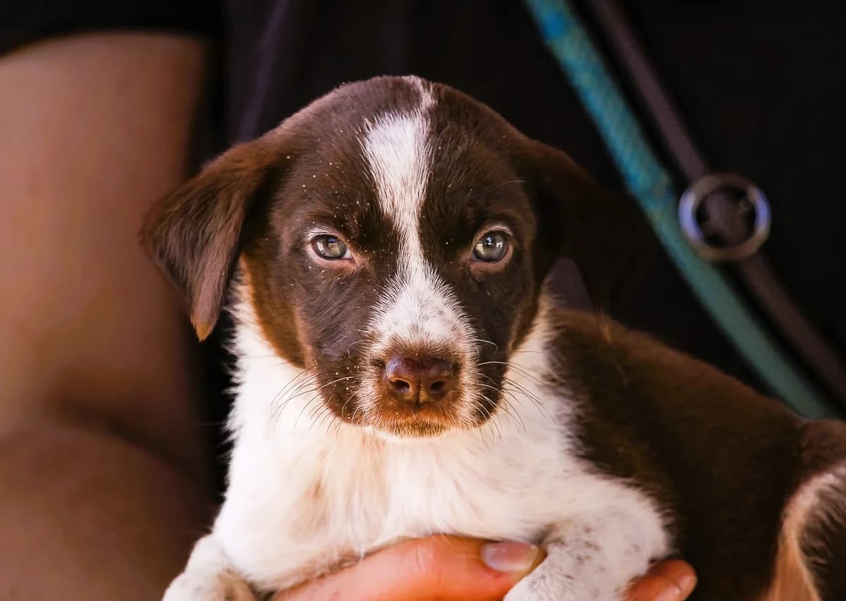 COA, Castanho e Branco male puppy Mixed Breed for adoption at O Cantinho da Milu, Lisbon