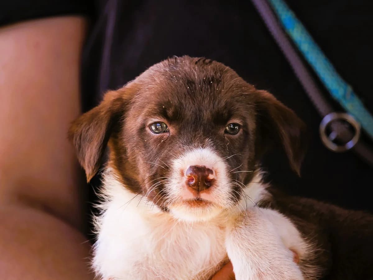 CANISTO, Castanho e Branco male Mixed Breed for adoption at O Cantinho da Milu, Lisbon