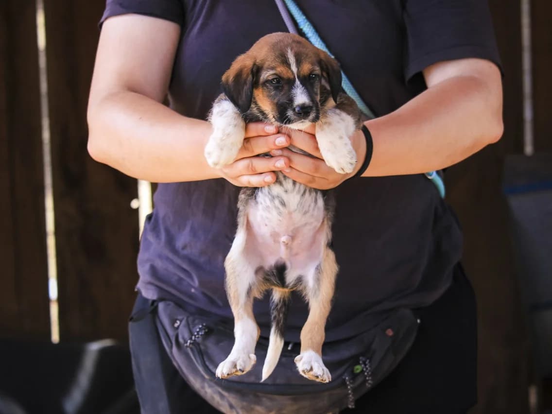 CALIMERO, Castanho e Branco male puppy Mixed Breed for adoption at O Cantinho da Milu, Lisbon