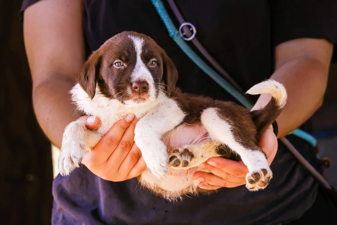 CRASSUS, Castanho e Branco male puppy Mixed Breed for adoption at O Cantinho da Milu, Lisbon