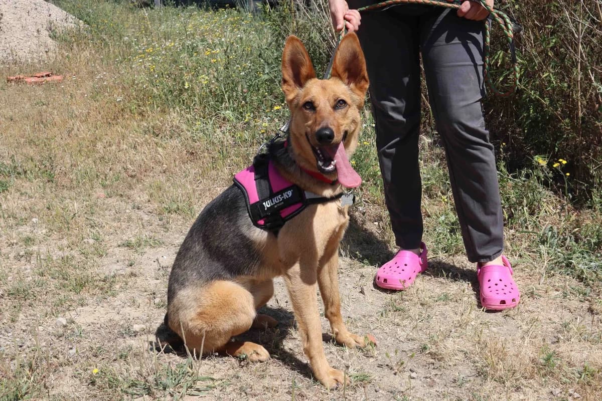 TWIX, Castanho female young Mixed Breed for adoption at O Cantinho da Milu, Lisbon