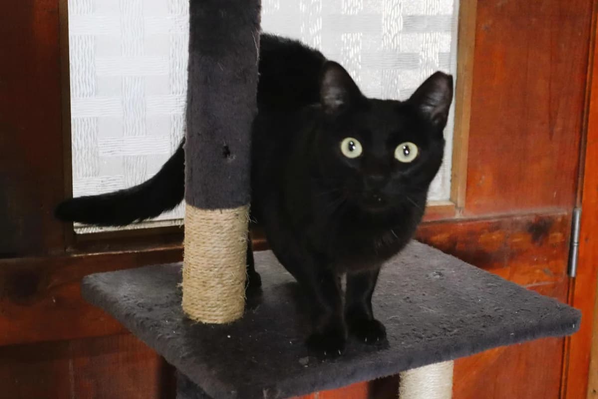 OLIVIA, Preto female 3yo Mixed Breed for adoption at O Cantinho da Milu, Lisbon