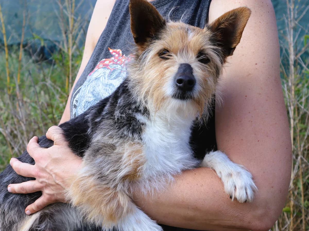 ZUZU, Tricolor female 7yo Yorkshire Terrier for adoption at O Cantinho da Milu, Lisbon