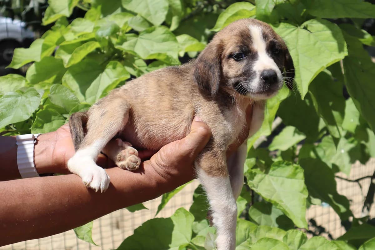 PALOMA, Tricolor female puppy Mixed Breed for adoption at O Cantinho da Milu, Lisbon