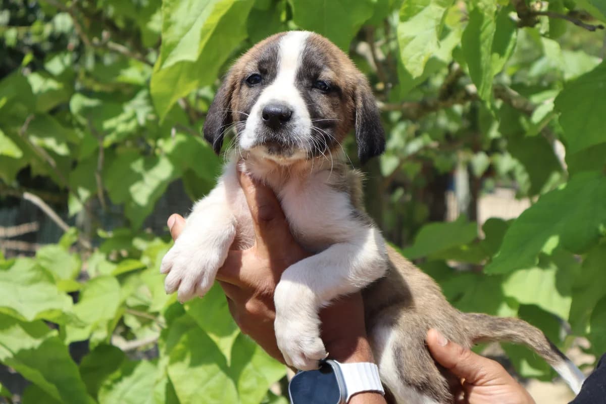PARKI, Tricolor female puppy Mixed Breed for adoption at O Cantinho da Milu, Lisbon