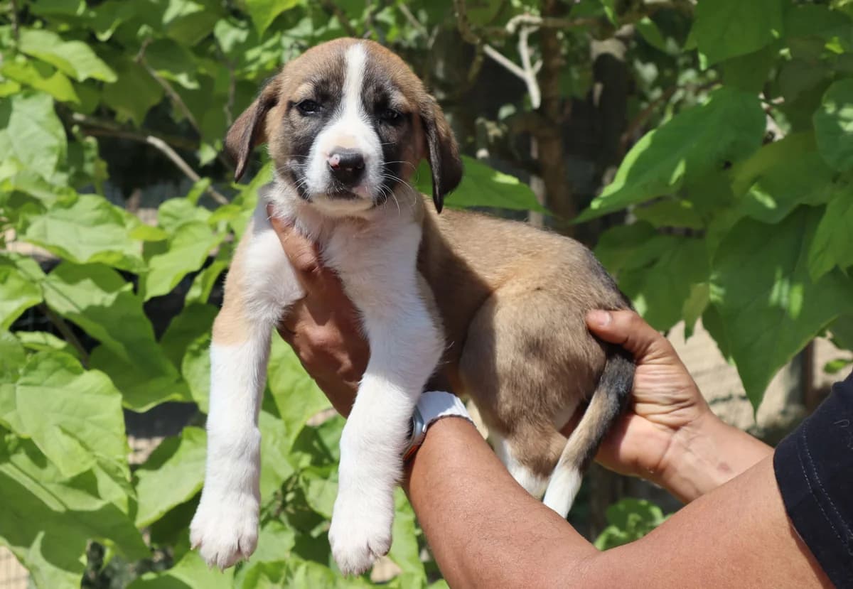 POLLY, Tricolor female puppy Mixed Breed for adoption at O Cantinho da Milu, Lisbon