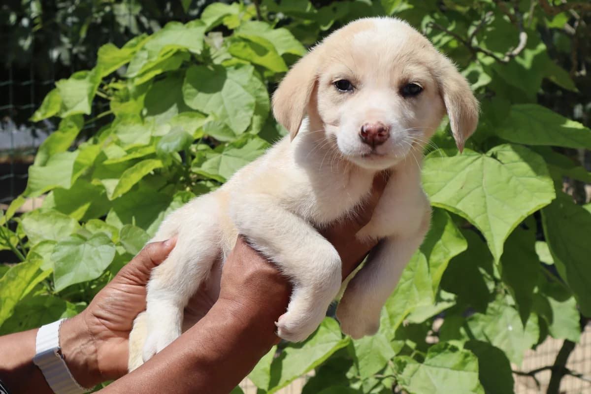PINA, Creme female puppy Mixed Breed for adoption at O Cantinho da Milu, Lisbon