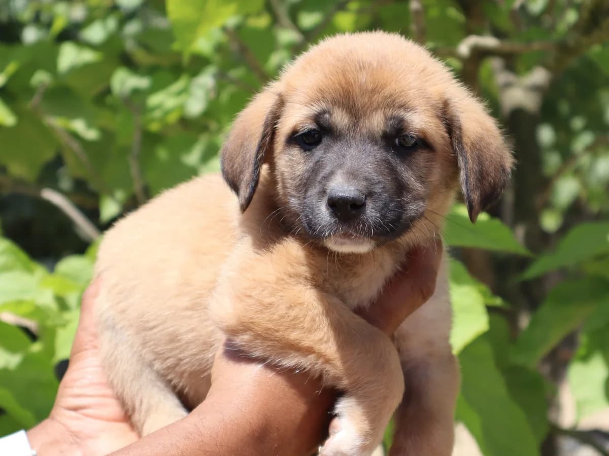 PAULA, Tricolor female puppy Mixed Breed for adoption at O Cantinho da Milu, Lisbon