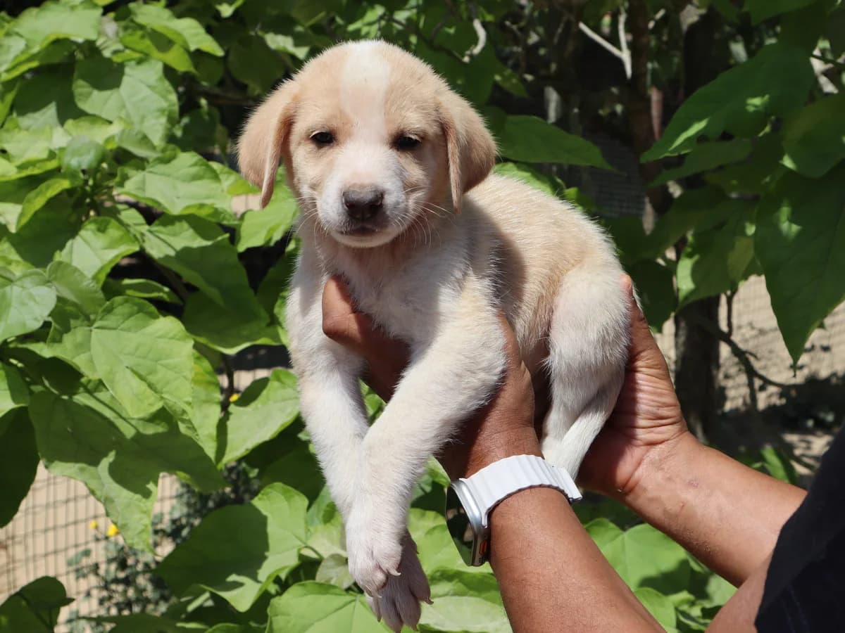 PAX, Creme male puppy Mixed Breed for adoption at O Cantinho da Milu, Lisbon