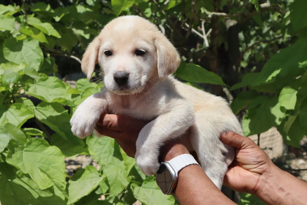 PATRICK, Creme male puppy Mixed Breed for adoption at O Cantinho da Milu, Lisbon