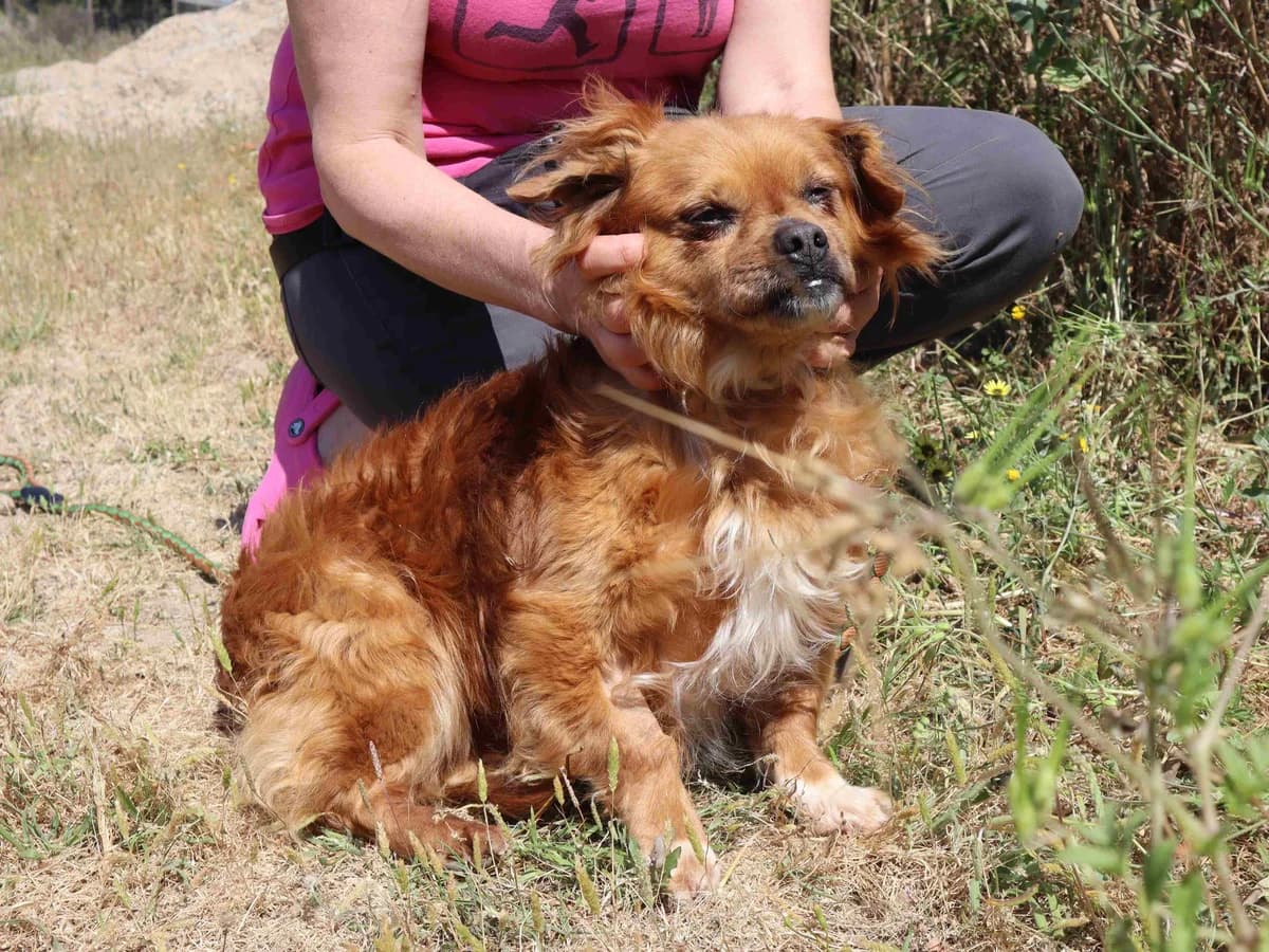 BEPPE, Castanho male senior Mixed Breed for adoption at O Cantinho da Milu, Lisbon