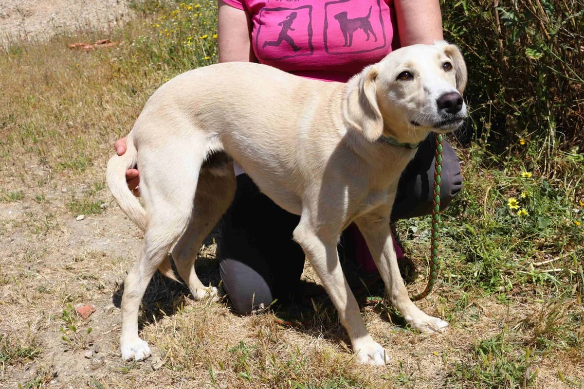 BONO, Creme male puppy Mixed Breed for adoption at O Cantinho da Milu, Lisbon