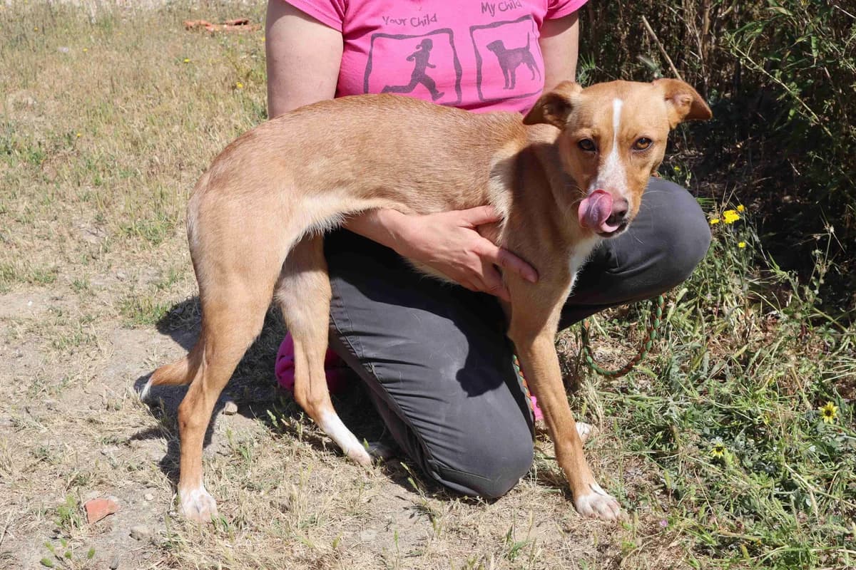 SKY, Castanho female young Mixed Breed for adoption at O Cantinho da Milu, Lisbon