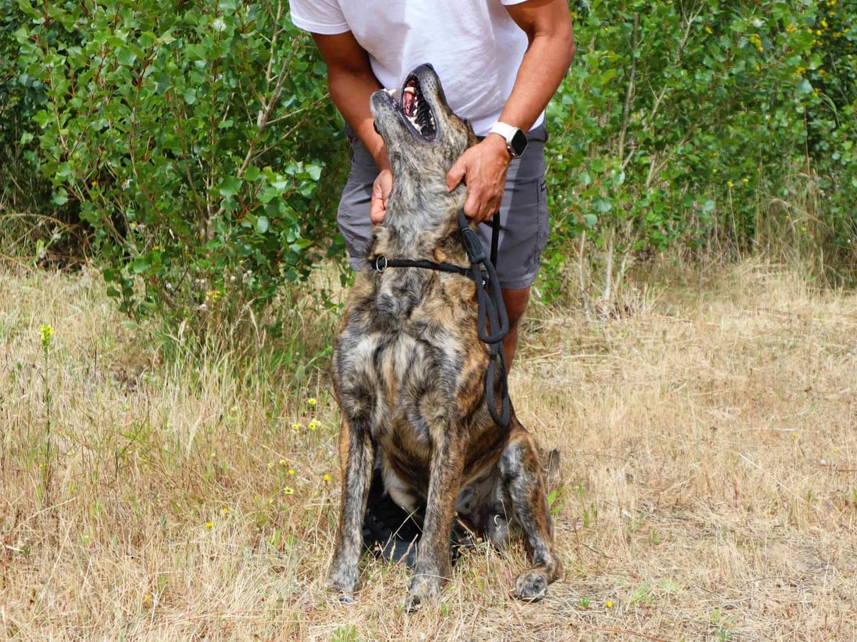 MARIA, Castanho tigrado female 7yo Mixed Breed for adoption at O Cantinho da Milu, Lisbon