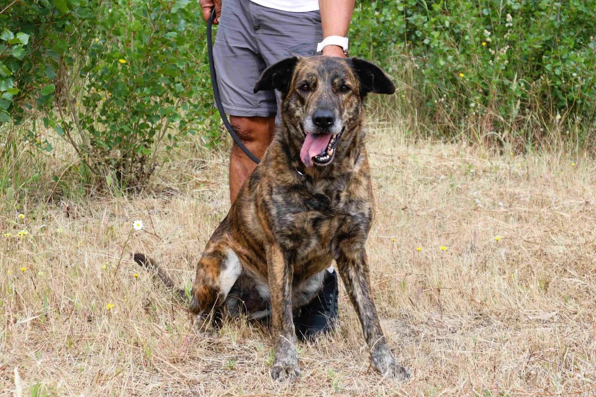 MARIA, Castanho tigrado female 7yo Mixed Breed for adoption at O Cantinho da Milu, Lisbon
