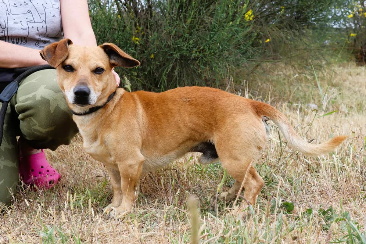 TAMU, Castanho male 7yo Mixed Breed for adoption at O Cantinho da Milu, Lisbon