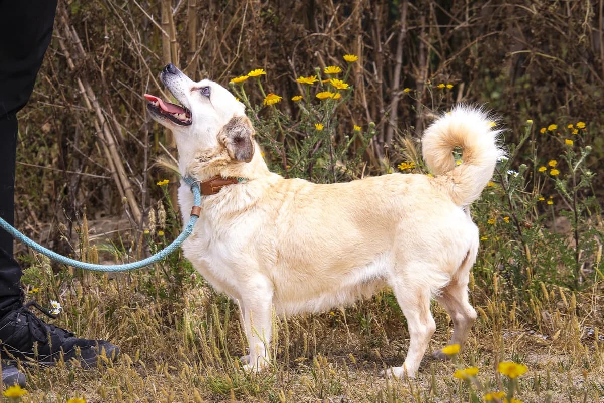 SNIPES, Mixed Breed (O Cantinho da Milu)