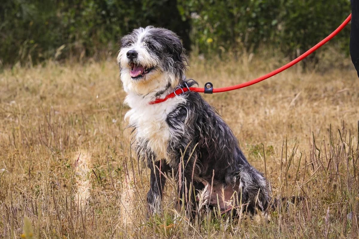 Rascal, Mixed Breed (O Cantinho da Milu)