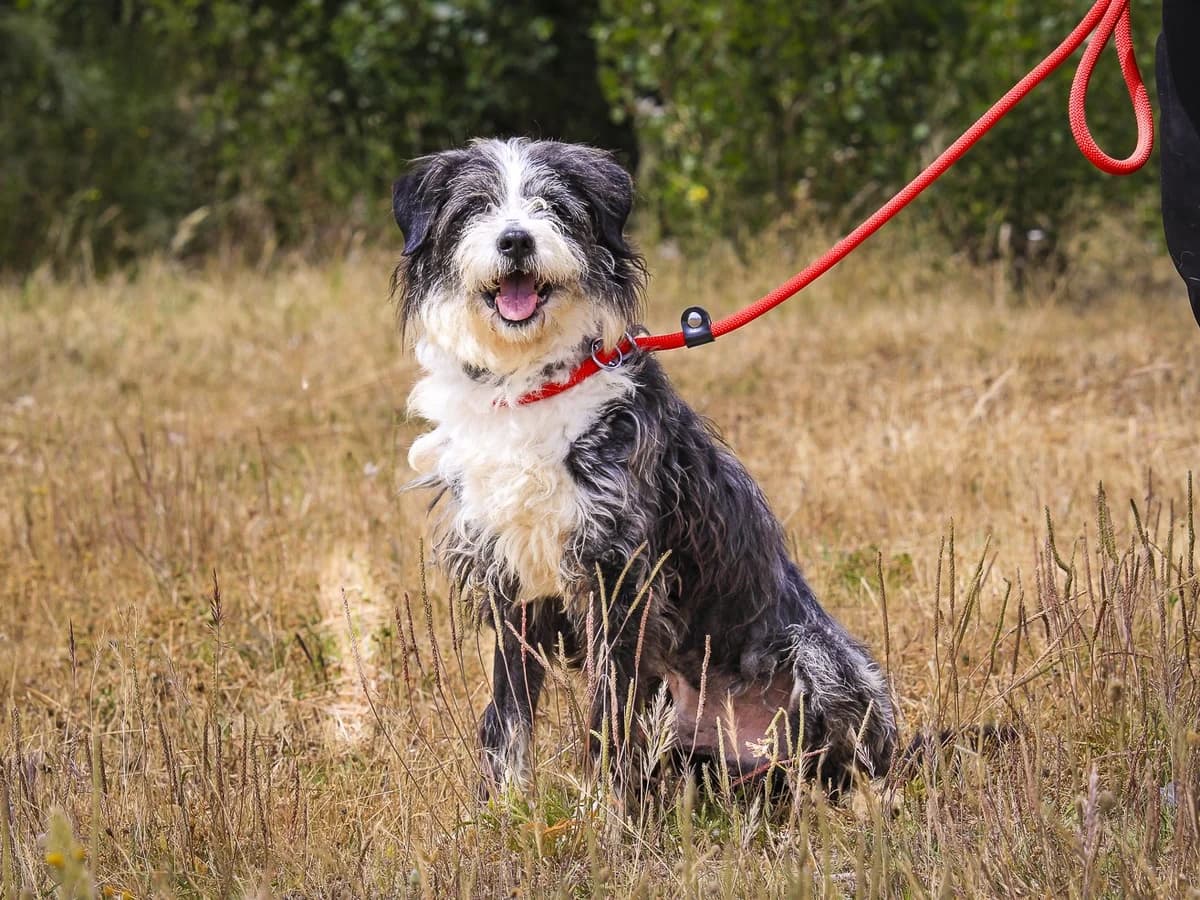 Rascal, Cinza e Branco male senior Mixed Breed for adoption at O Cantinho da Milu, Lisbon