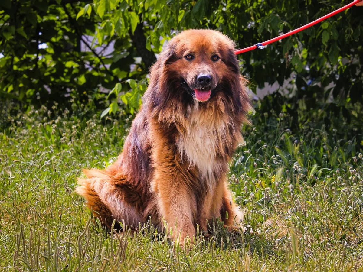 Jubas, Castanho male senior Mixed Breed for adoption at O Cantinho da Milu, Lisbon