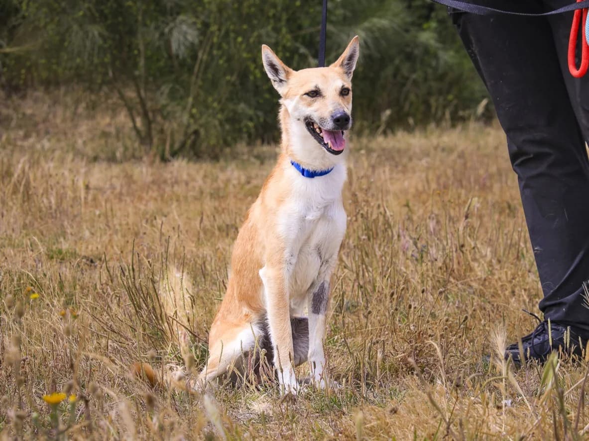 Luigi, Mixed Breed (O Cantinho da Milu)