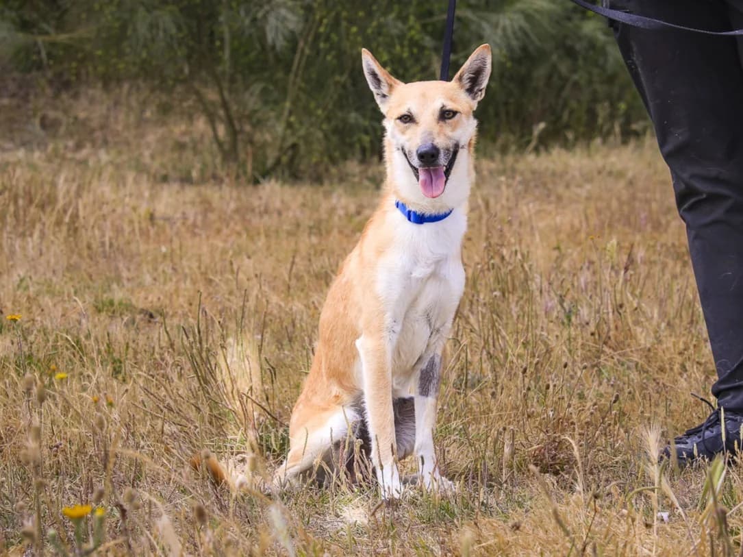 Luigi, Castanho male 3yo Mixed Breed for adoption at O Cantinho da Milu, Lisbon