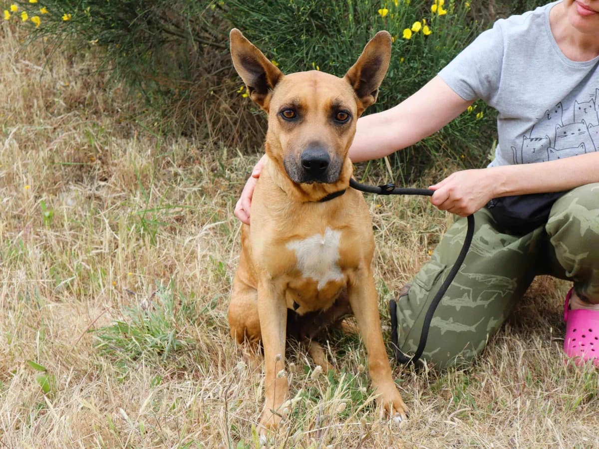 Honey, Castanho female 3yo Mixed Breed for adoption at O Cantinho da Milu, Lisbon