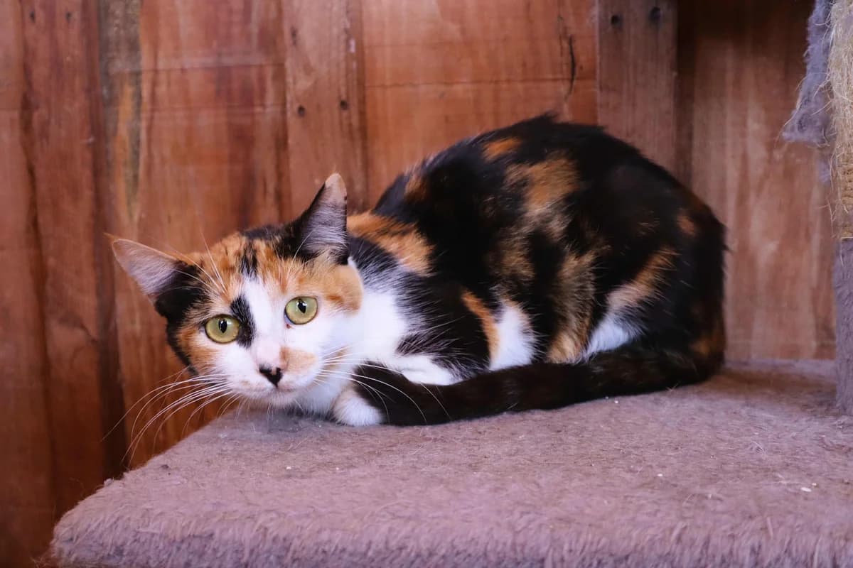 JOLIE, Mixed Breed (O Cantinho da Milu)