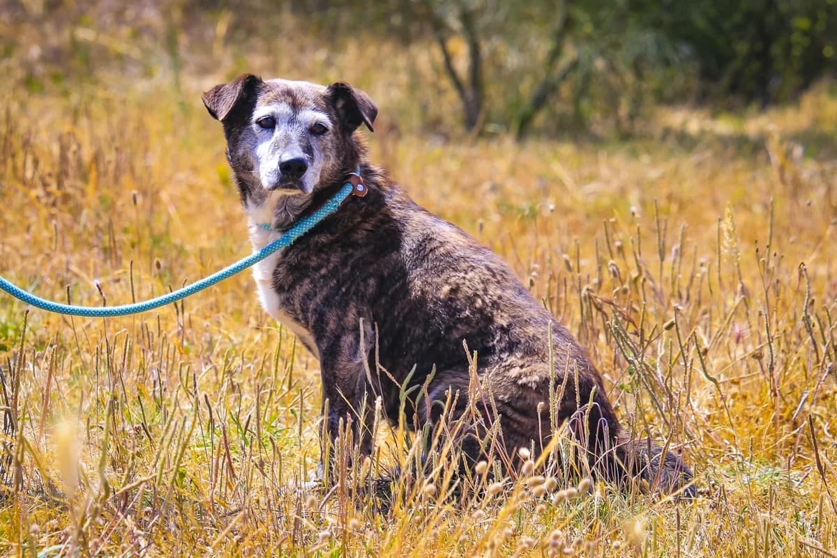 TIGRE, Castanho tigrado male senior Mixed Breed for adoption at O Cantinho da Milu, Lisbon