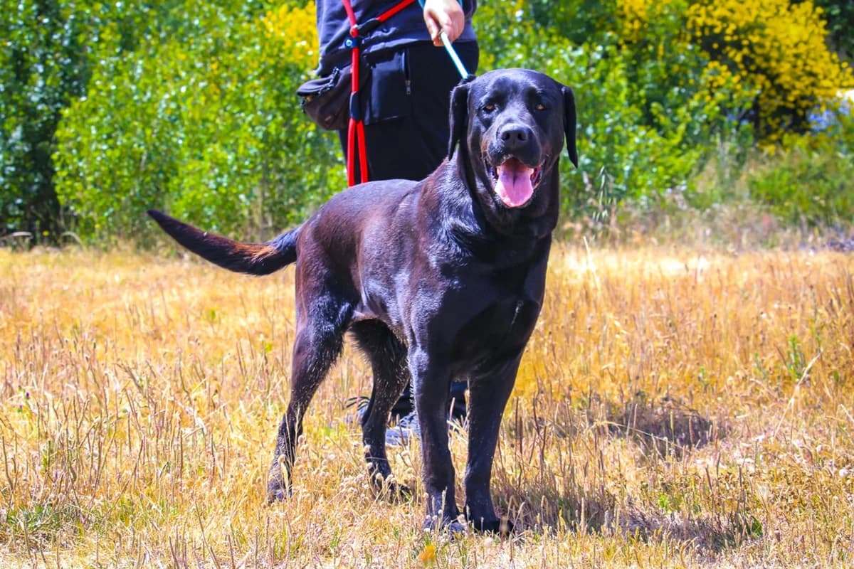 XENA, Preto female young Labrador Retriever for adoption at O Cantinho da Milu, Lisbon
