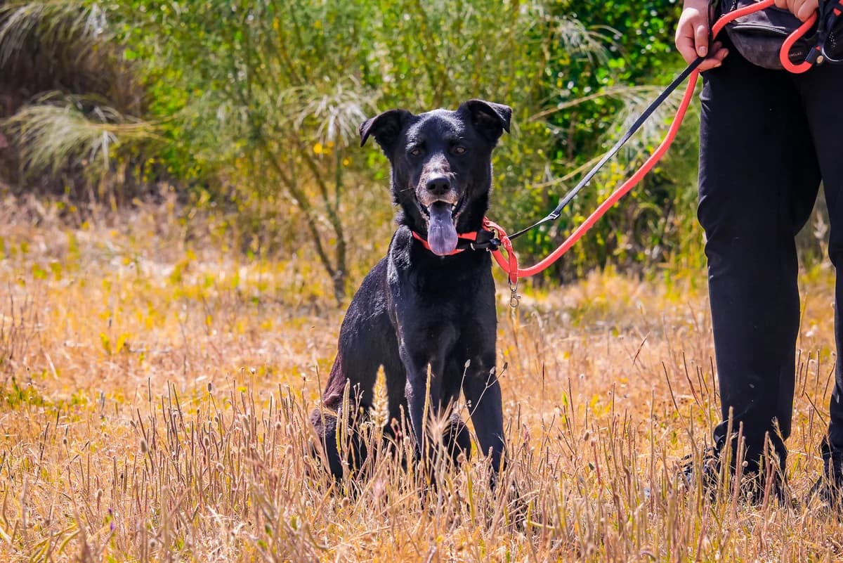 ARNOLD, Preto male senior Mixed Breed for adoption at O Cantinho da Milu, Lisbon