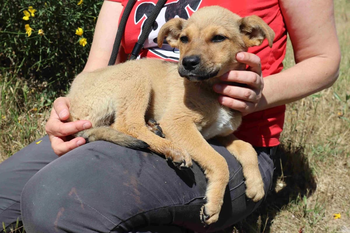 HONEY, Mixed Breed (O Cantinho da Milu)