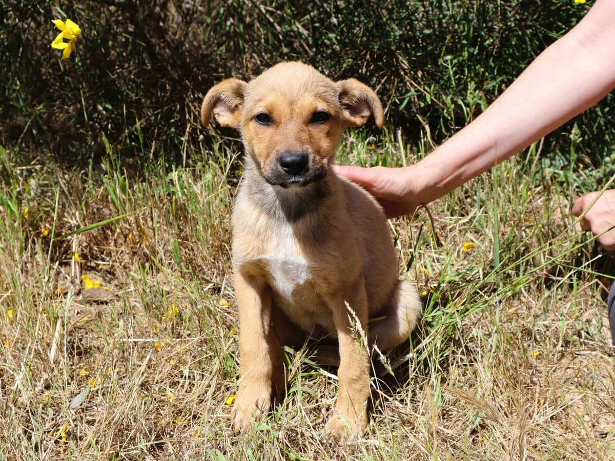 HONEY, Creme female puppy Mixed Breed for adoption at O Cantinho da Milu, Lisbon