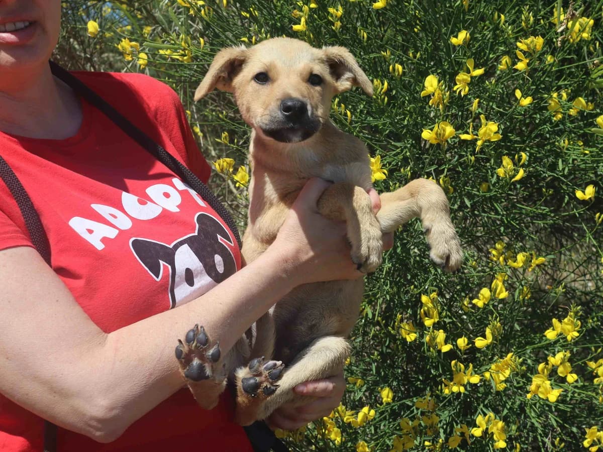 HUGO, Mixed Breed (O Cantinho da Milu)