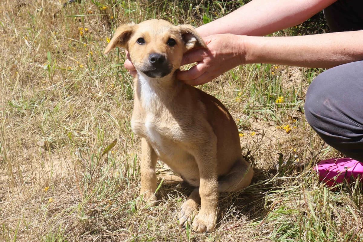 HUGO, Creme male puppy Mixed Breed for adoption at O Cantinho da Milu, Lisbon